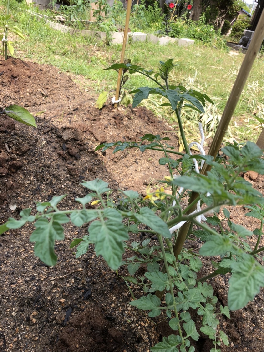 最近のできごと