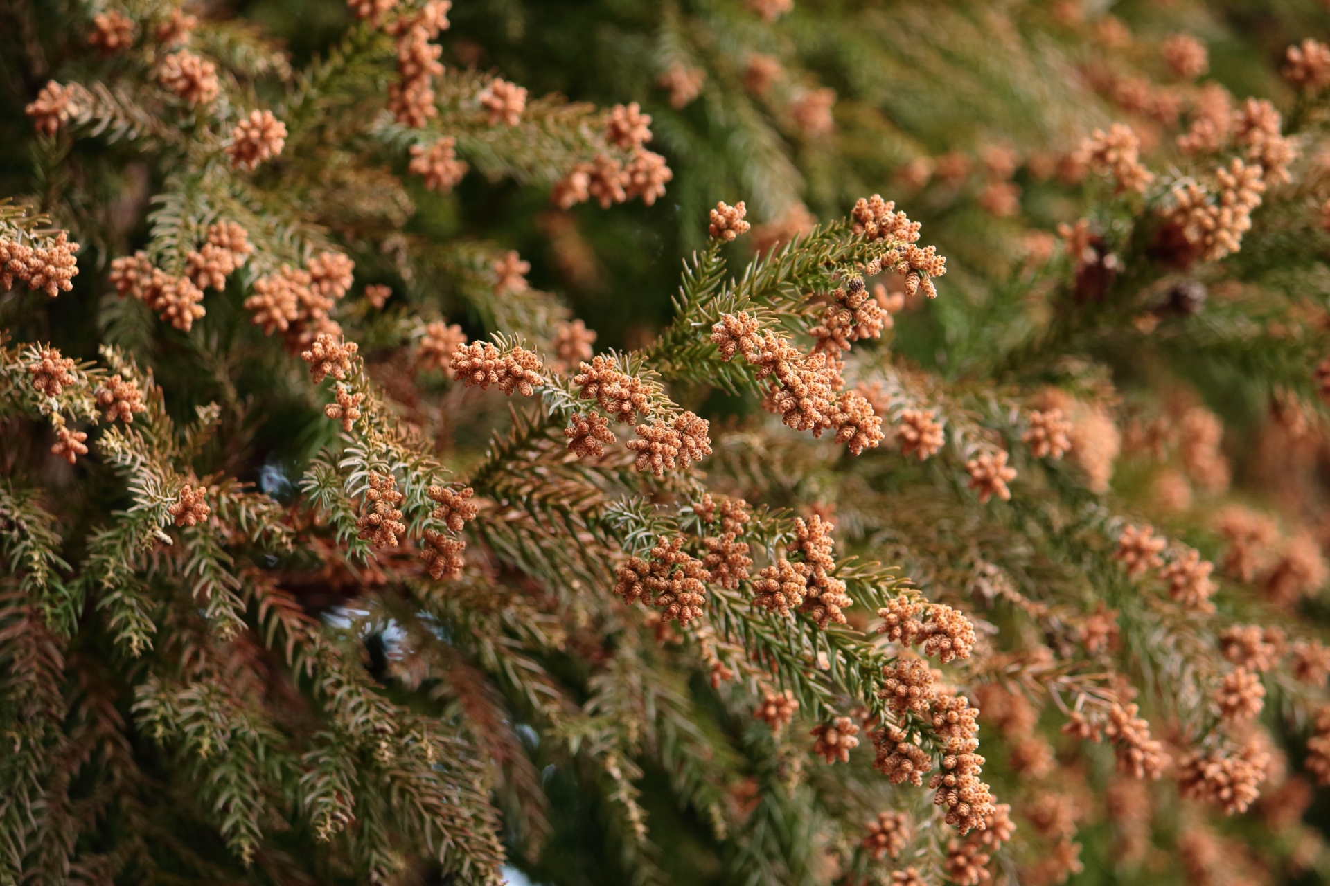 米糠酵素風呂に入ると この時期つらい花粉症の症状が 緩和されます